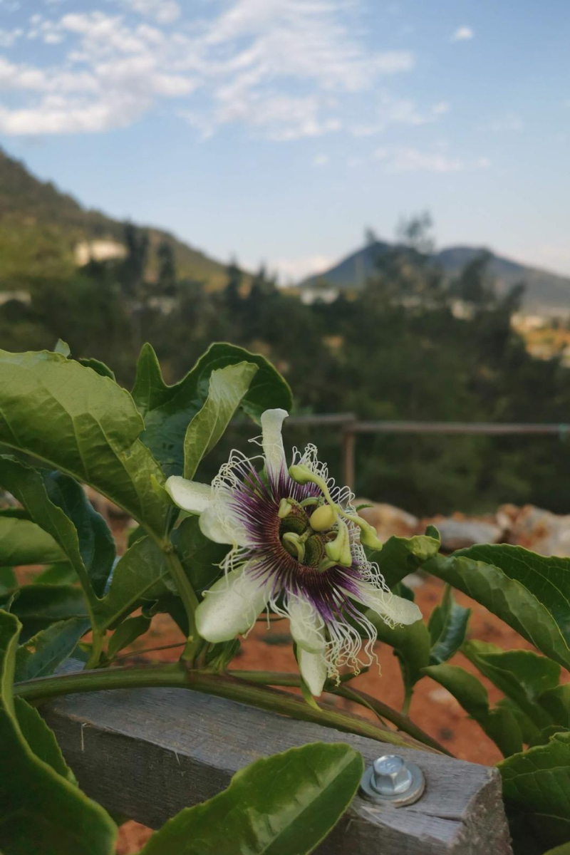 Passiflora (Çarkıfelek) (1 kg)