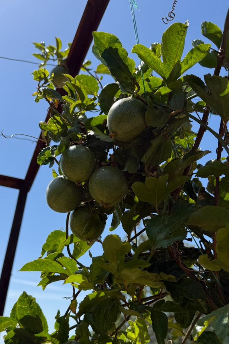 Passiflora (Çarkıfelek) (1 kg)