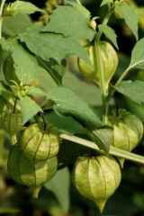 Altın Çilek (250 gr)