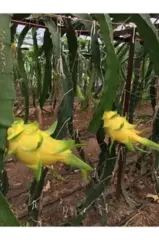 Sarı Ejder Meyvesi (adet)