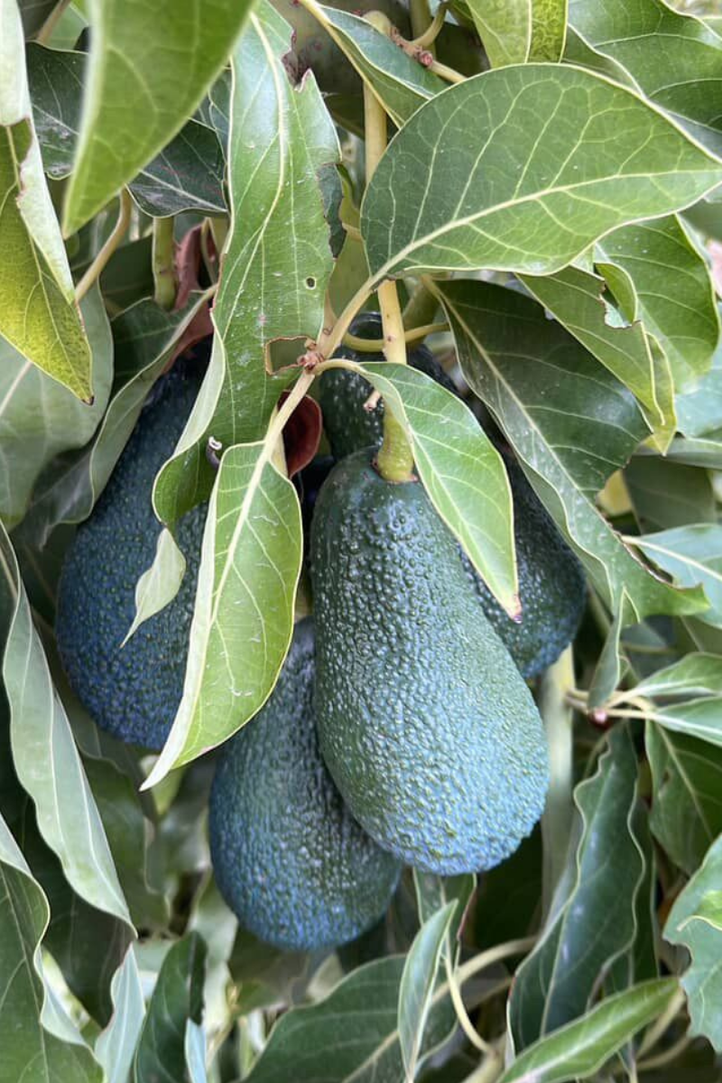 Avokado