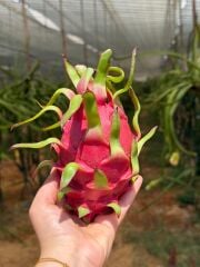 Ejder Meyvesi (1 kg) (200-300gr)