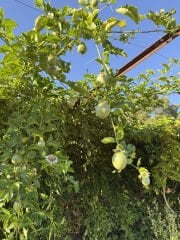 Passiflora (Çarkıfelek) (500 gr)