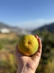 Portakal (Ovabaşı Portakalı) (1 Kg)