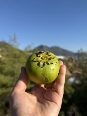 Çikolata Meyvesi (Adet)