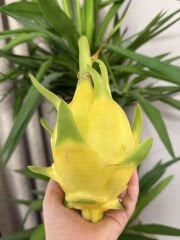 Sarı Ejder Meyvesi (adet)